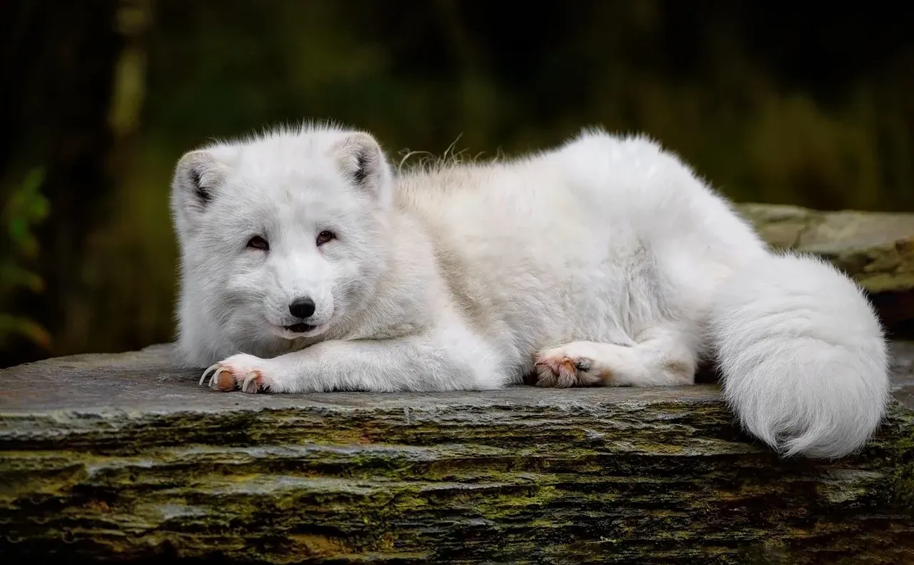 Thick Insulating Fur and Feathers Create Living Blankets (Image Credits: Pixabay)