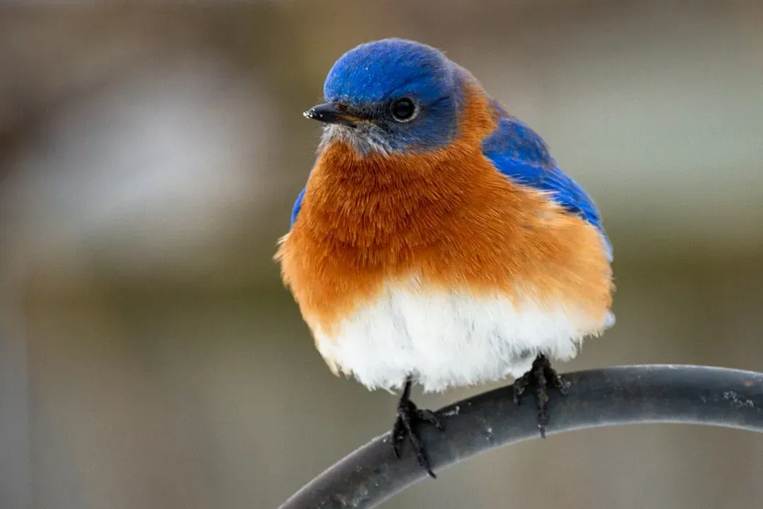Bluebirds as Harbingers of Seasonal Change (Image Credits: Unsplash)