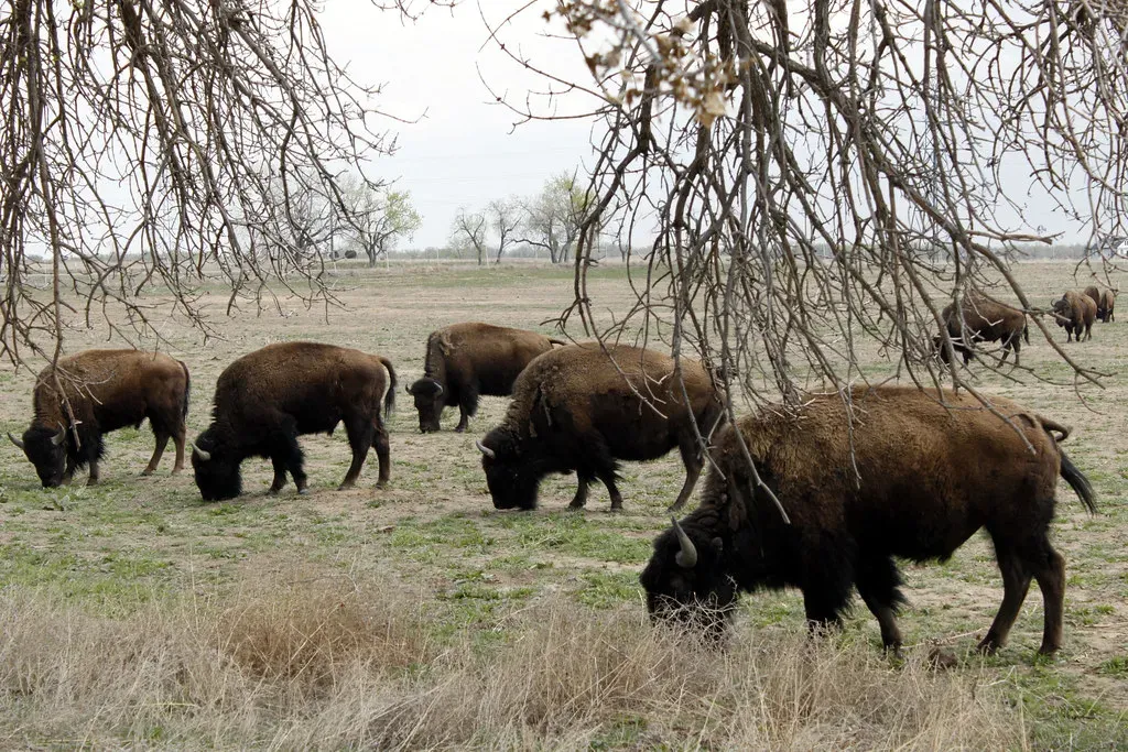 Rocky Mountain Arsenal: From Military Site to Urban Wildlife Haven (Image Credits: Flickr)