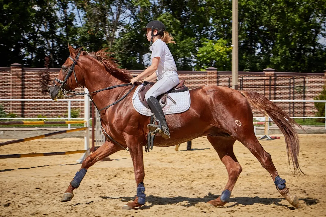 #15: Horses - The One-Person Partnership Hiding in Plain Sight (Image Credits: Unsplash)