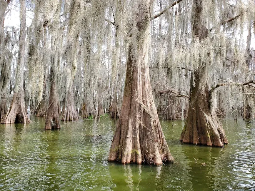#8. The Louisiana Bayous: North America's Most Intricate Wetland Maze (Image Credits: Pexels)