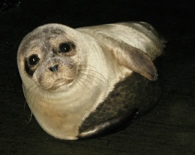 A Deadly Parasite from Cat Feces Is Killing Them (Image Credits: Wikimedia)