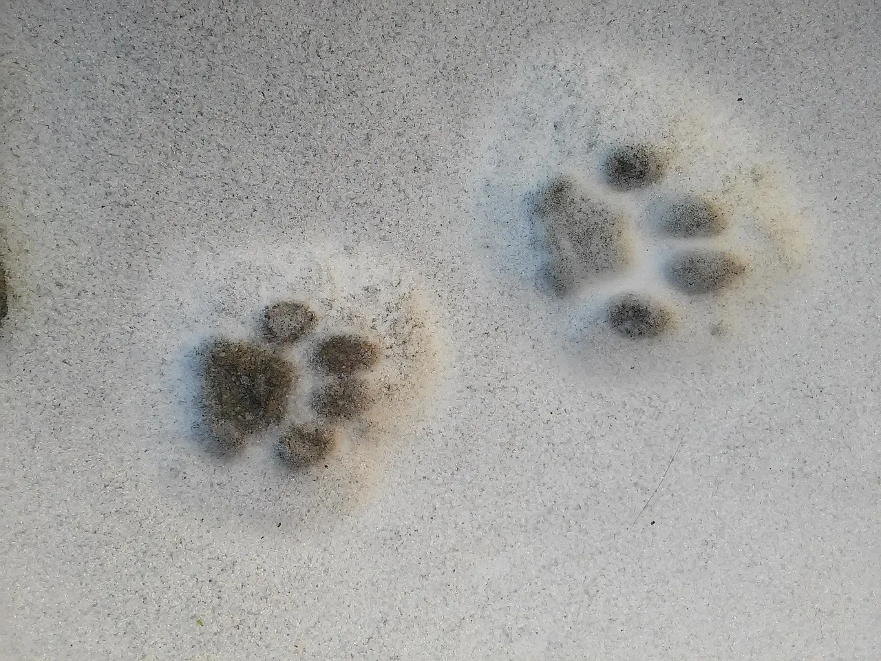 You've Developed a Keen Eye for Animal Tracks and Signs (Image Credits: Pixabay)