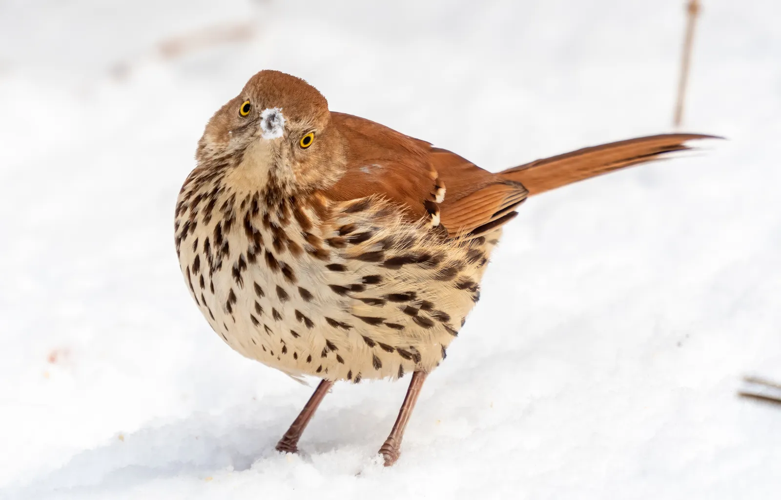 #14 - Brown Thrasher: The Hidden Virtuoso Slipping Away (By Rhododendrites, CC BY-SA 4.0)