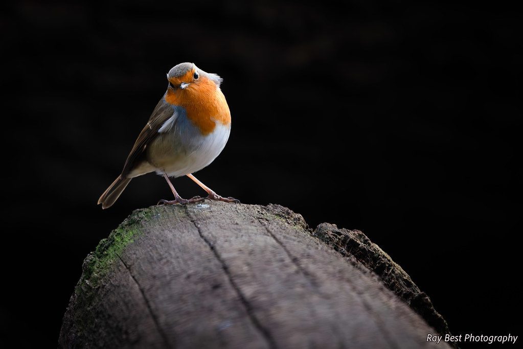 Choose the Right Camera Settings for Sharp Images (Image Credits: Flickr)