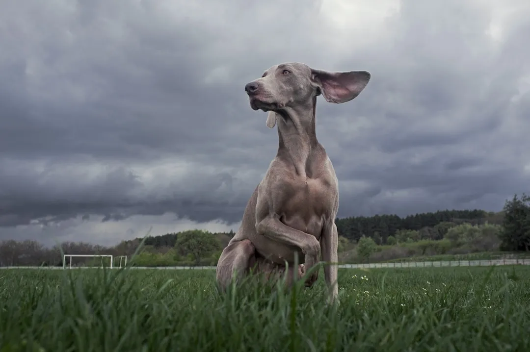 #23 - Weimaraner: Velcro Athlete Who Can't Sit Still (Unravels) (Image Credits: Unsplash)