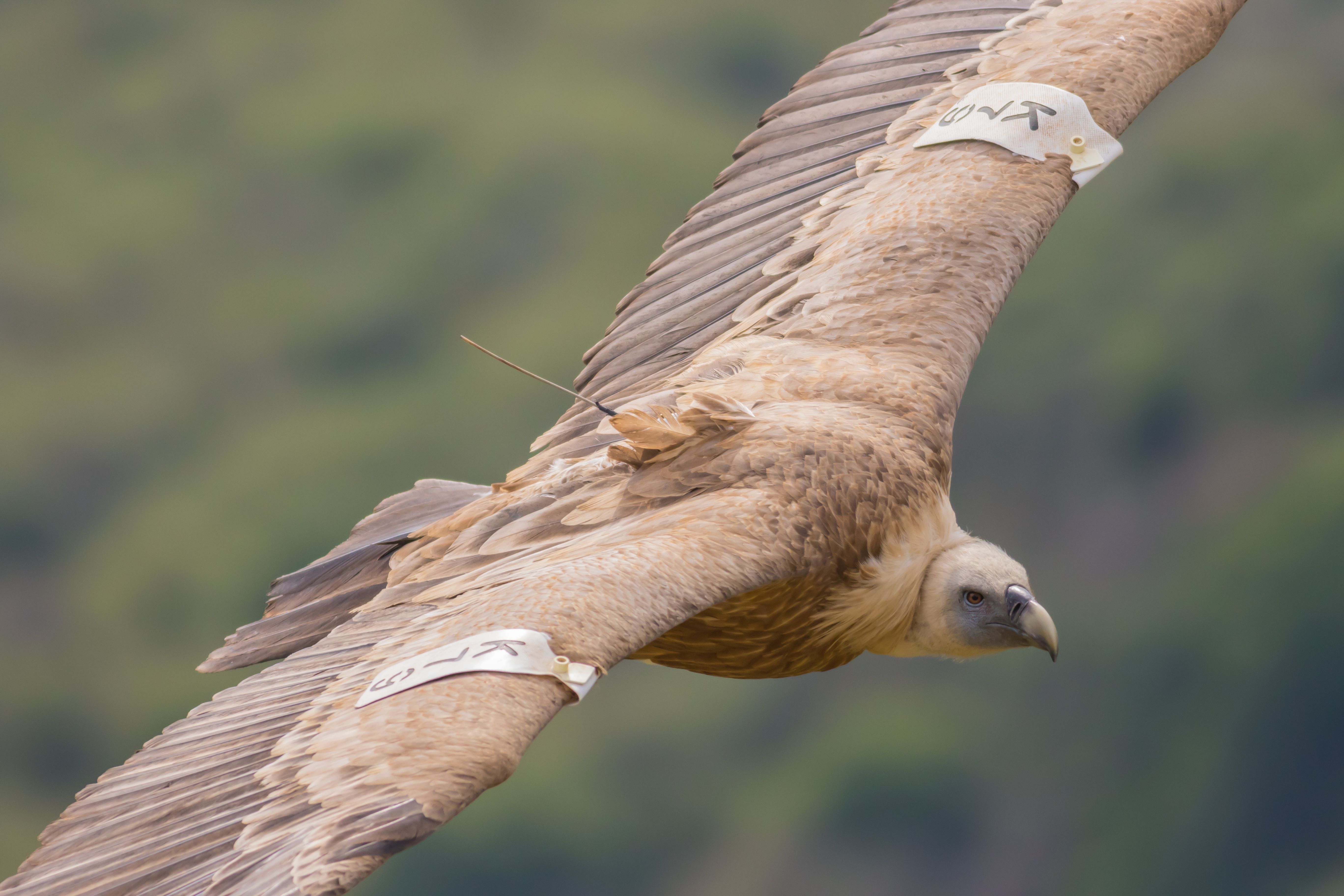 The Technology Revolution: Tracking Animal Predictions (Image Credits: Wikimedia)