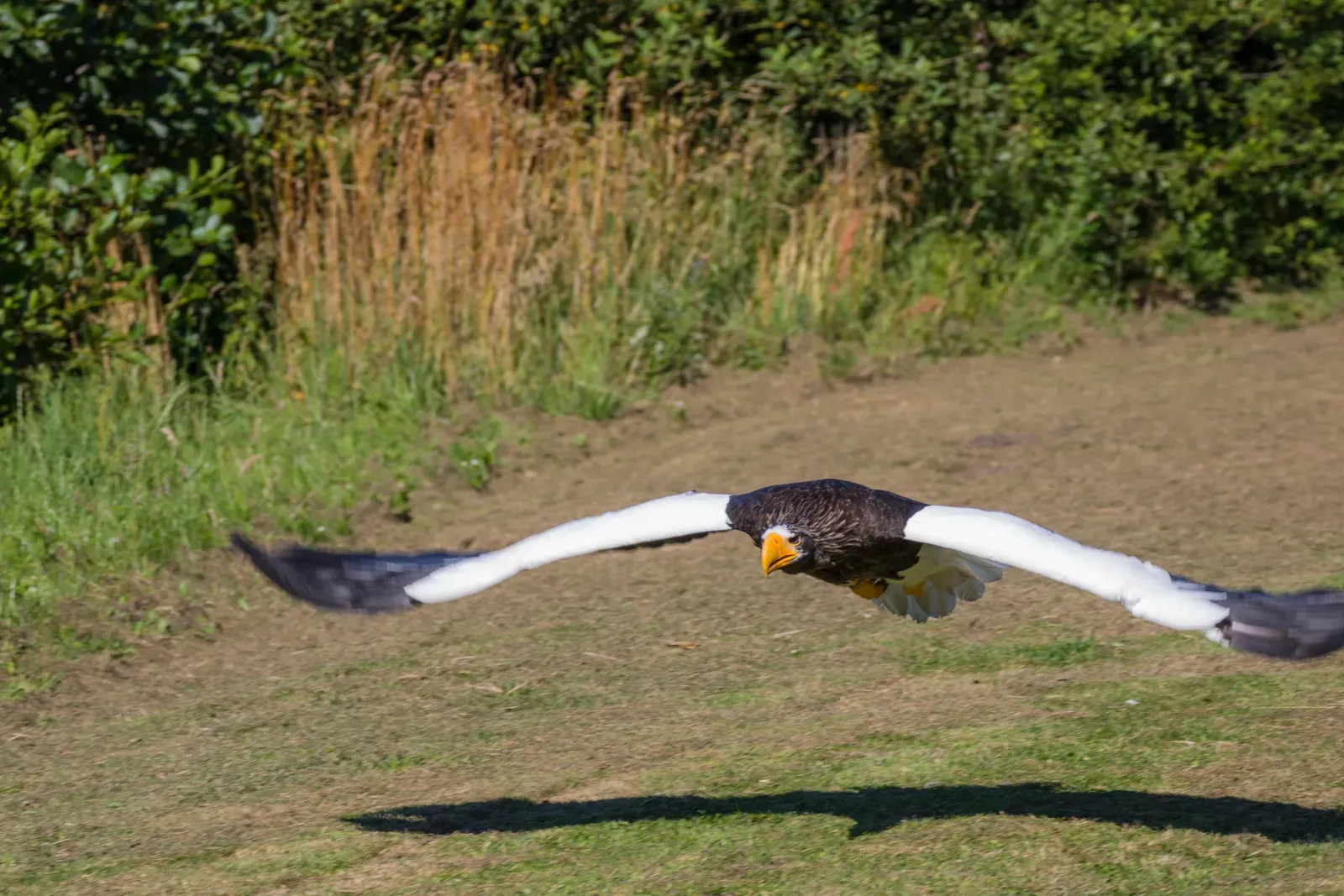 Fact 8: Its Vision Is Extraordinary, Even by Eagle Standards (Steller&acute;s Sea Eagle, CC BY-SA 2.0)