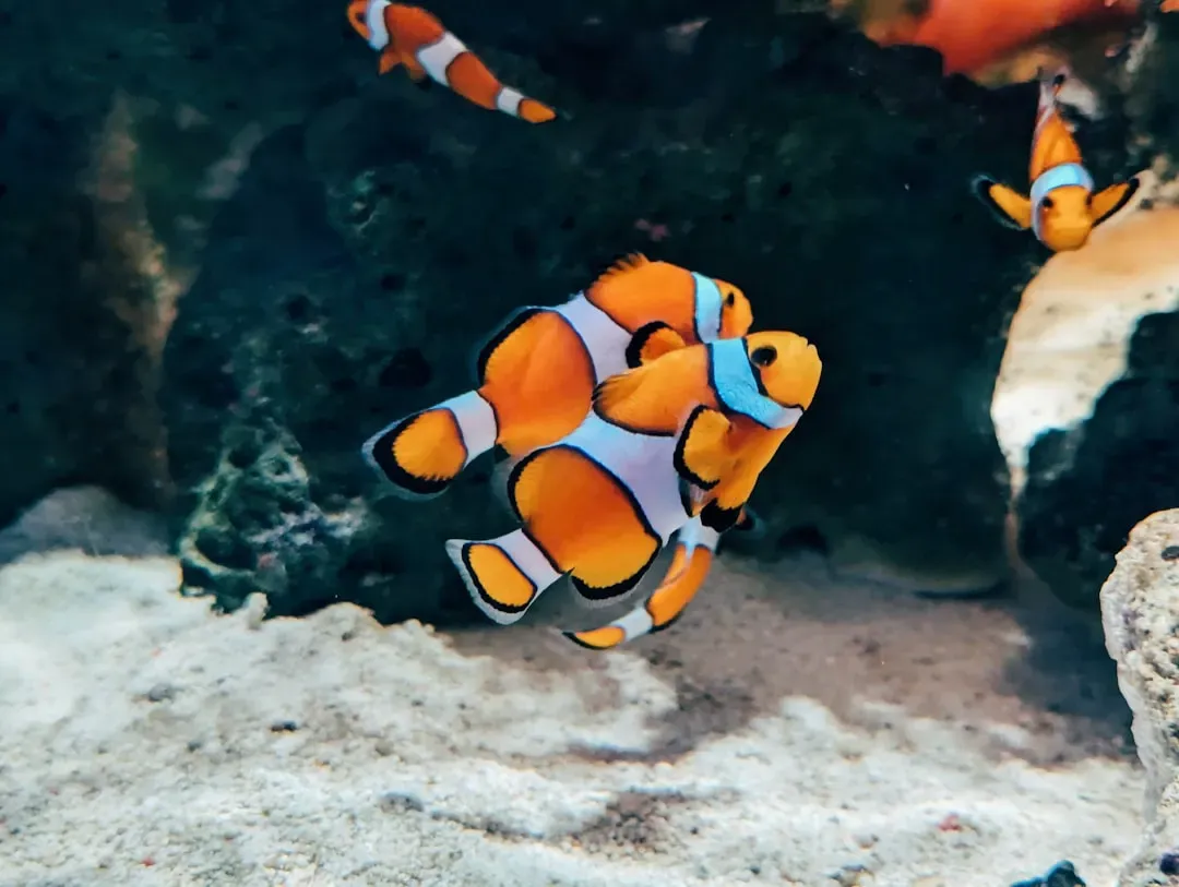Clownfish: Shrinking to Survive the Heat (Image Credits: Unsplash)
