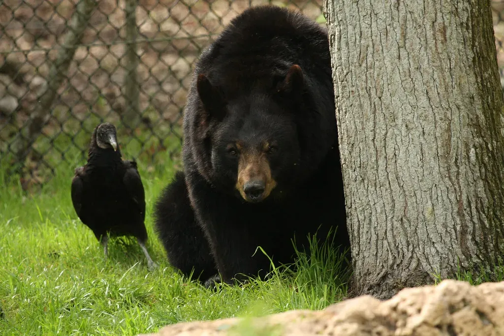 5. Florida Black Bear - The Gentle Giant That Isn't Always Gentle (DGriebeling, Flickr, CC BY 2.0)
