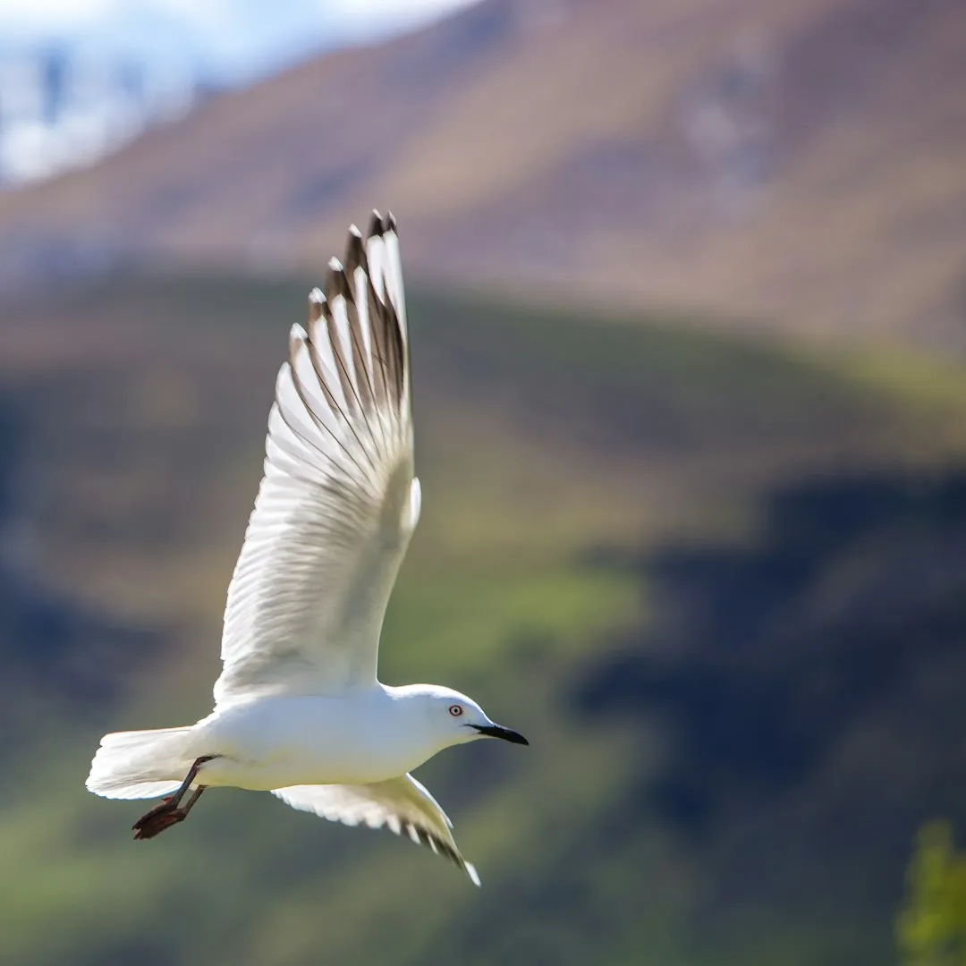 9. Sagittarius: The Adventurous Albatross (Image Credits: Unsplash)