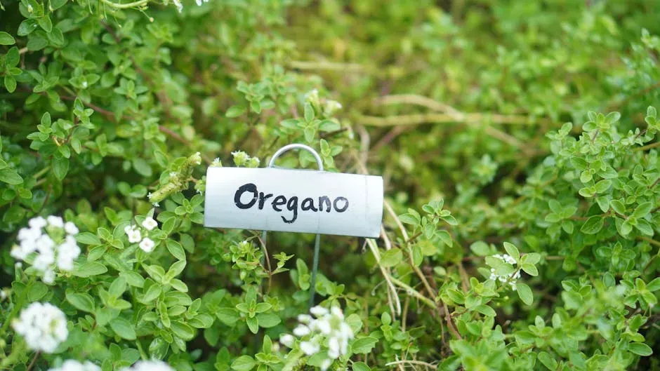 #8 Oregano (Image Credits: Pexels)