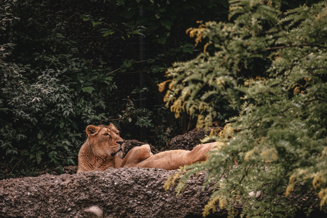 Wild vs. Domesticated: Understanding the Message (Image Credits: Unsplash)