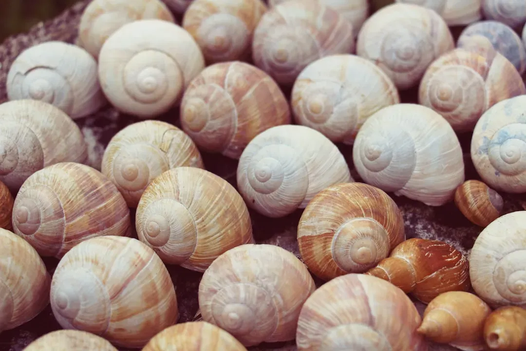 Shells as Time Capsules: Reading Chemistry to Decode the Past (Image Credits: Unsplash)