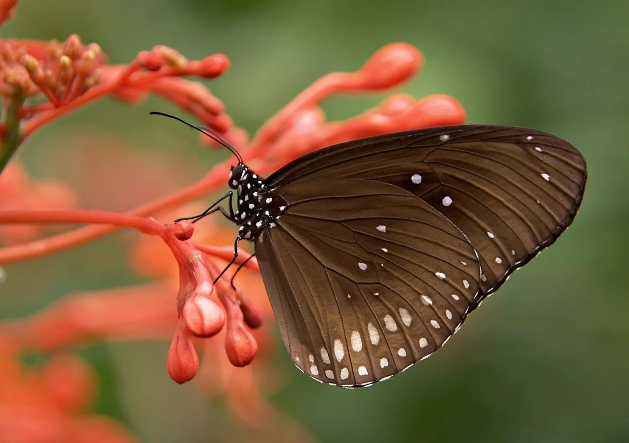12. Continuous Bloom Keeps the Show Running All Season (Image Credits: Pixabay)