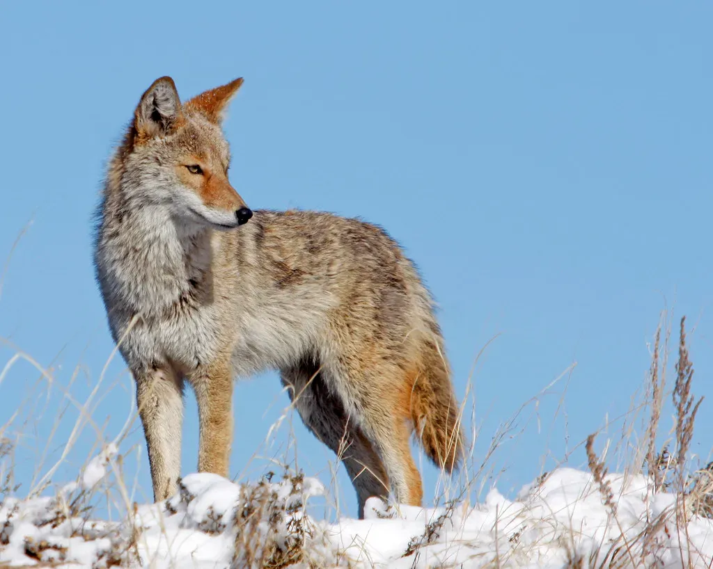 Conclusion: Finding Your Wild Spirit (Image Credits: Flickr)