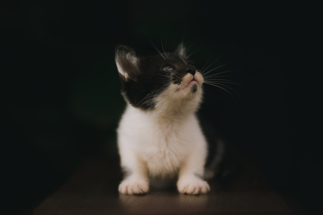 #6 Munchkin (Image Credits: Unsplash)