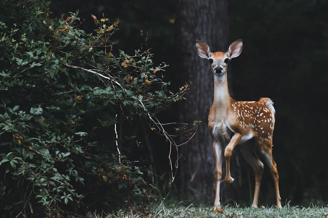 #1 Choose plants deer generally avoid (Image Credits: Unsplash)