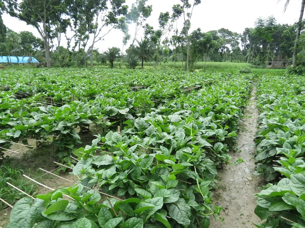Malabar Spinach: The Vine That Feeds You All Summer (mmmavocado, Flickr, CC BY 2.0)