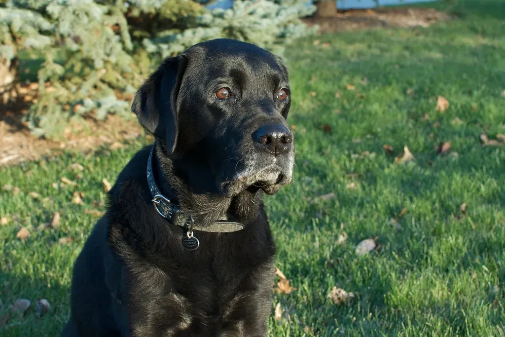 Vision And Hearing Loss Happens Gradually (pmarkham, Flickr, CC BY-SA 2.0)