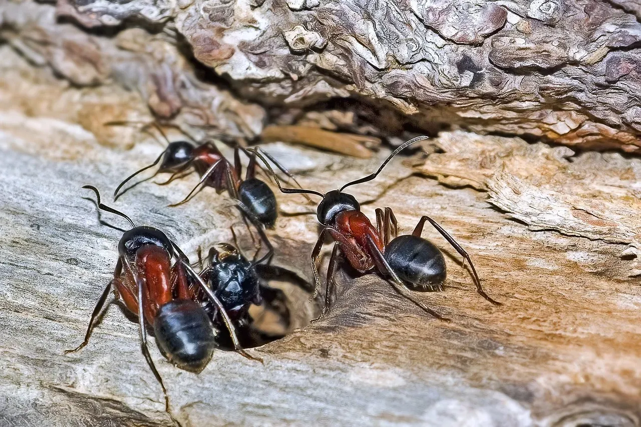 Moisture-Damaged Wood: The Irresistible Nesting Invitation (Image Credits: Pixabay)