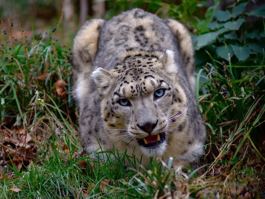 3. They Live at Jaw-Dropping Elevations (jbylund, Flickr, CC BY-SA 2.0)