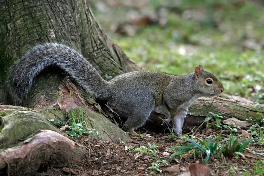 Gemini: The Gray Squirrel (Image Credits: Unsplash)
