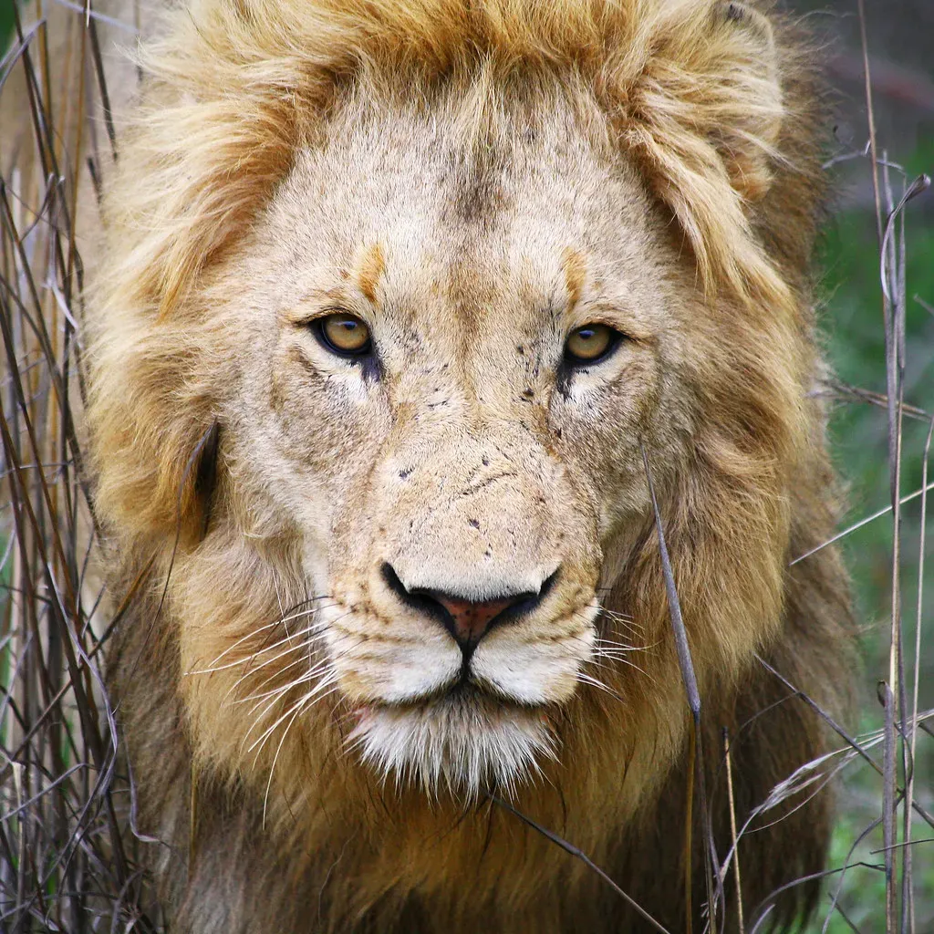 Habitat and Territory (Image Credits: Flickr)