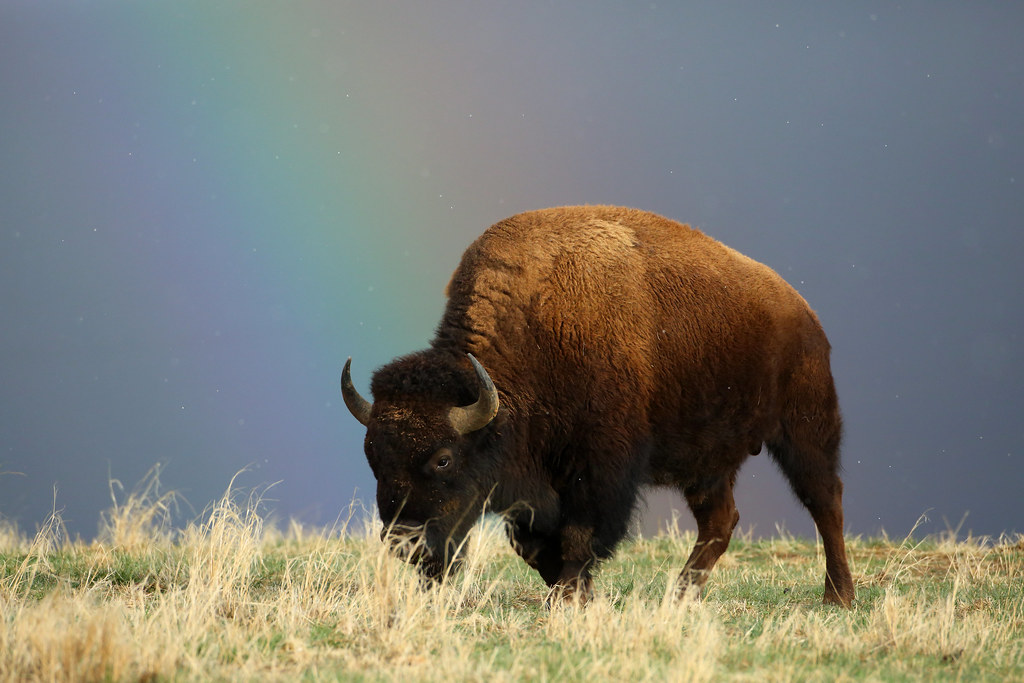 American Bison - Great Plains Icon (Image Credits: Flickr)