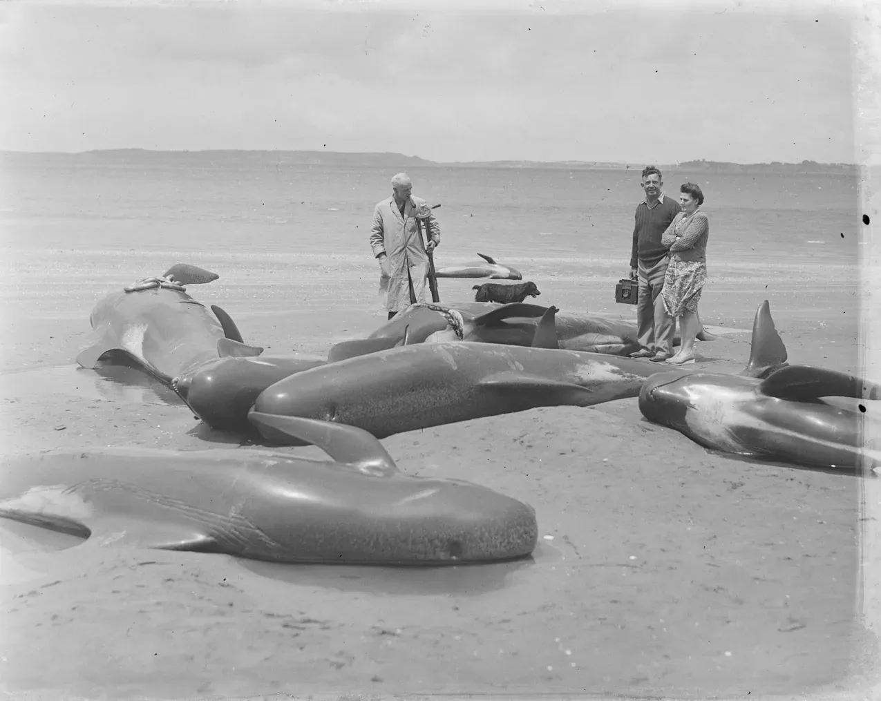 1. Mass Whale Strandings That Repeat Despite Rescue (Image Credits: Wikimedia)