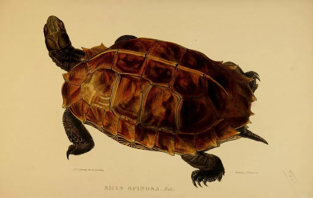Spiny Turtle: The Spiked Defender (Image Credits: Flickr)