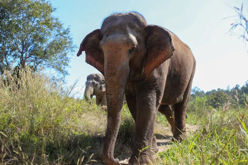 #3 - Elephants (Image Credits: Pexels)