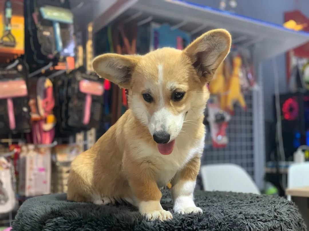 #3 - Mall Pet Shops Sold Puppies Like Impulse Buys (Image Credits: Unsplash)
