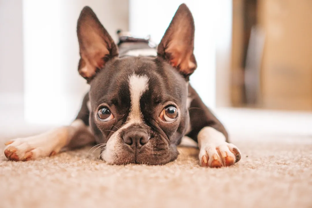 #26 - Boston Terrier: Health Issues, Private Solutions (Image Credits: Unsplash)