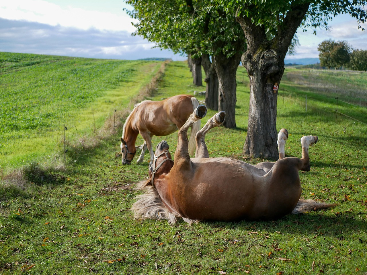 Social Communication and Herd Dynamics (Image Credits: Pixabay)
