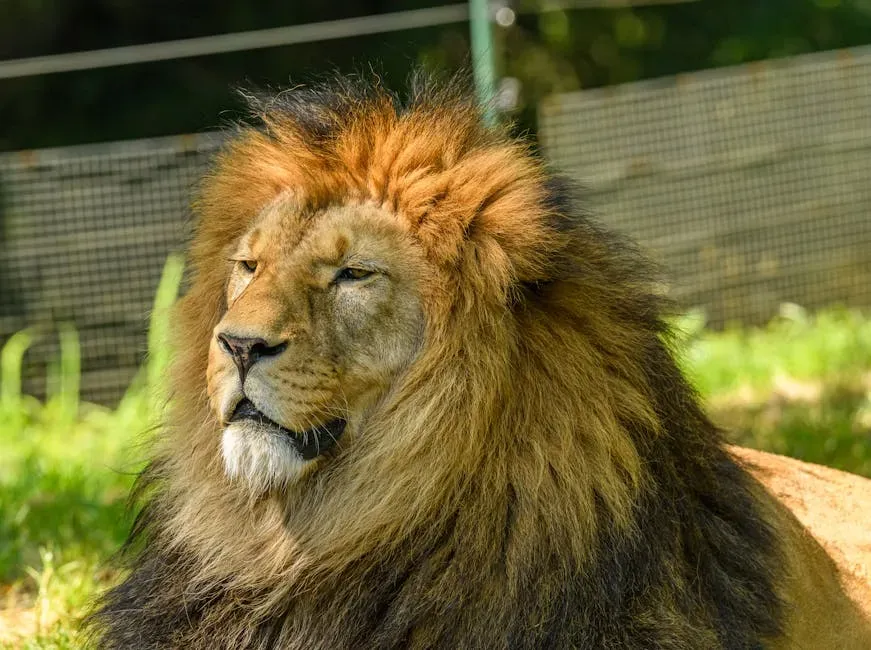 #5. Leo (July 23 &ndash; August 22): The Lion (Image Credits: Pexels)