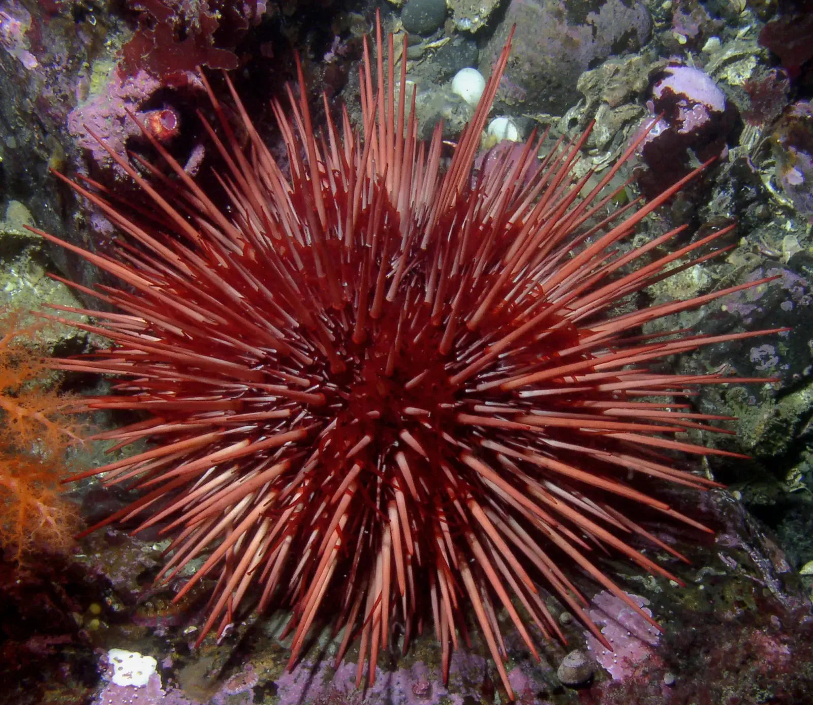 Red Sea Urchin (Image Credits: Wikimedia)