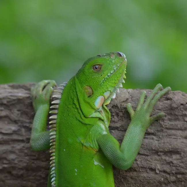 #5. Leo (July 23 – August 22): The Green Iguana (Image Credits: Pexels)