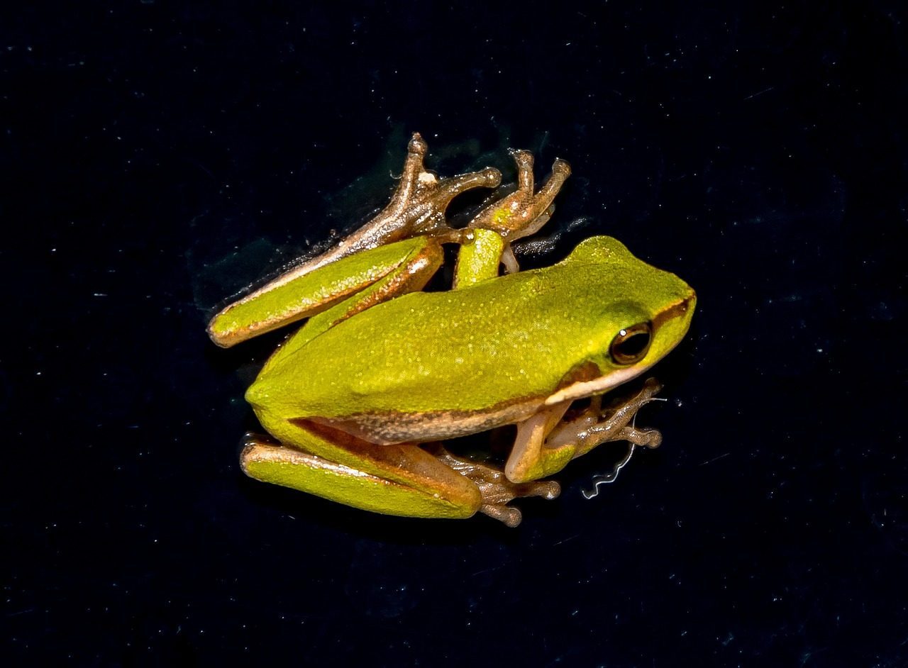 Glass Frogs (Image Credits: Pixabay)