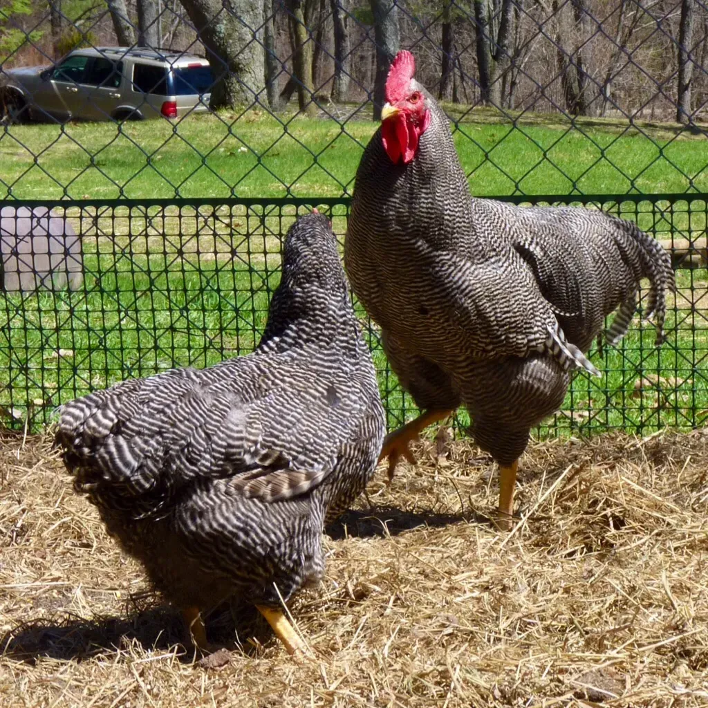 1. The Holland: America's Rarest Homegrown Chicken (normanack, Flickr, CC BY 2.0)