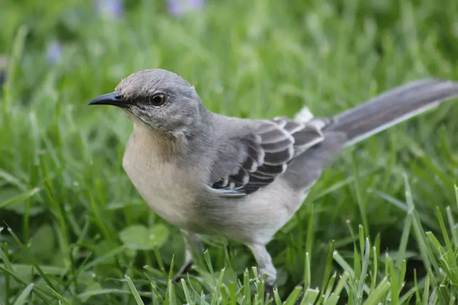 2. The Northern Mockingbird: The Relentless Vocal Multitasker (Image Credits: Pexels)