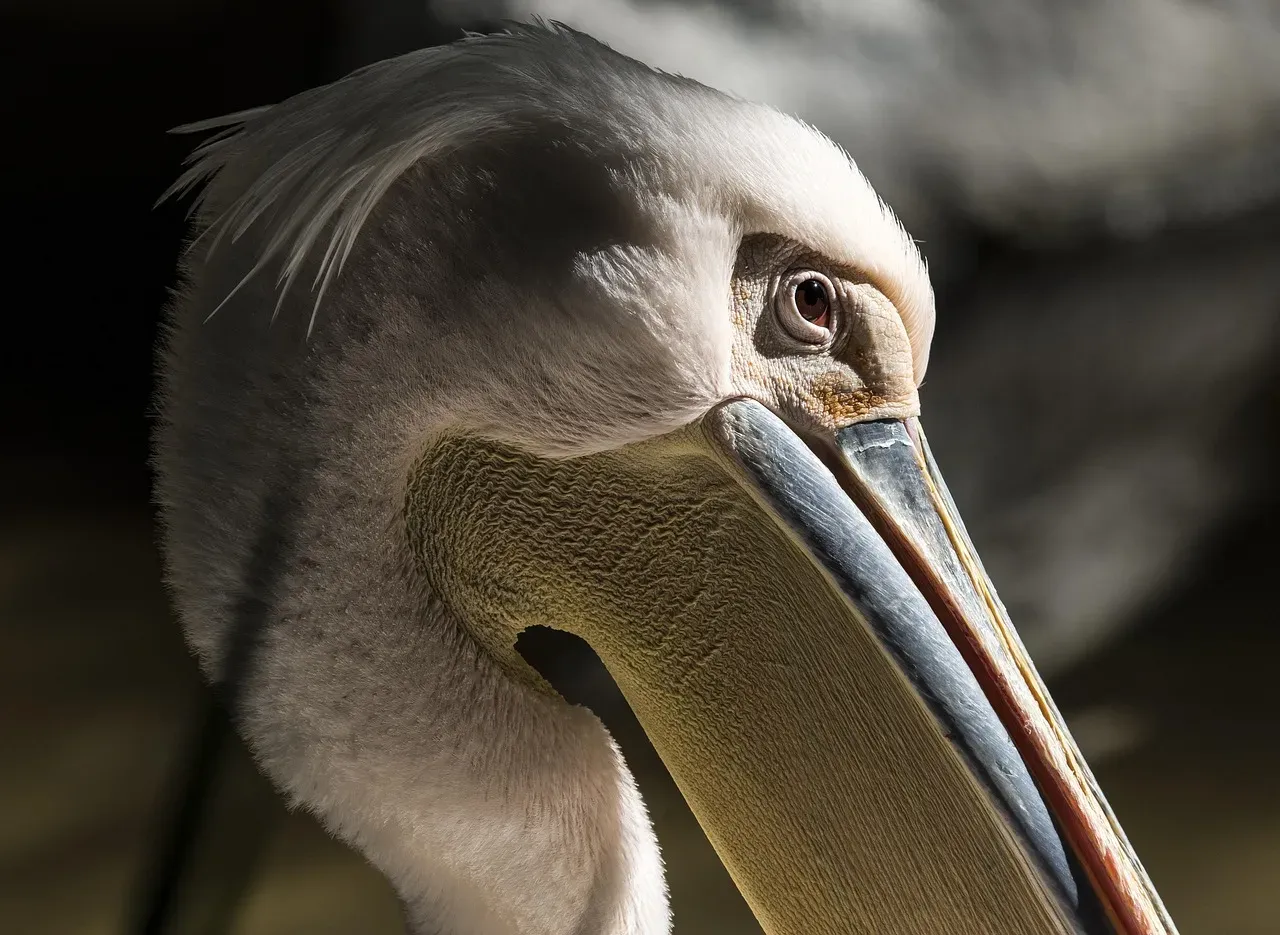 Conclusion: Florida's Wild Zodiac (Image Credits: Pixabay)