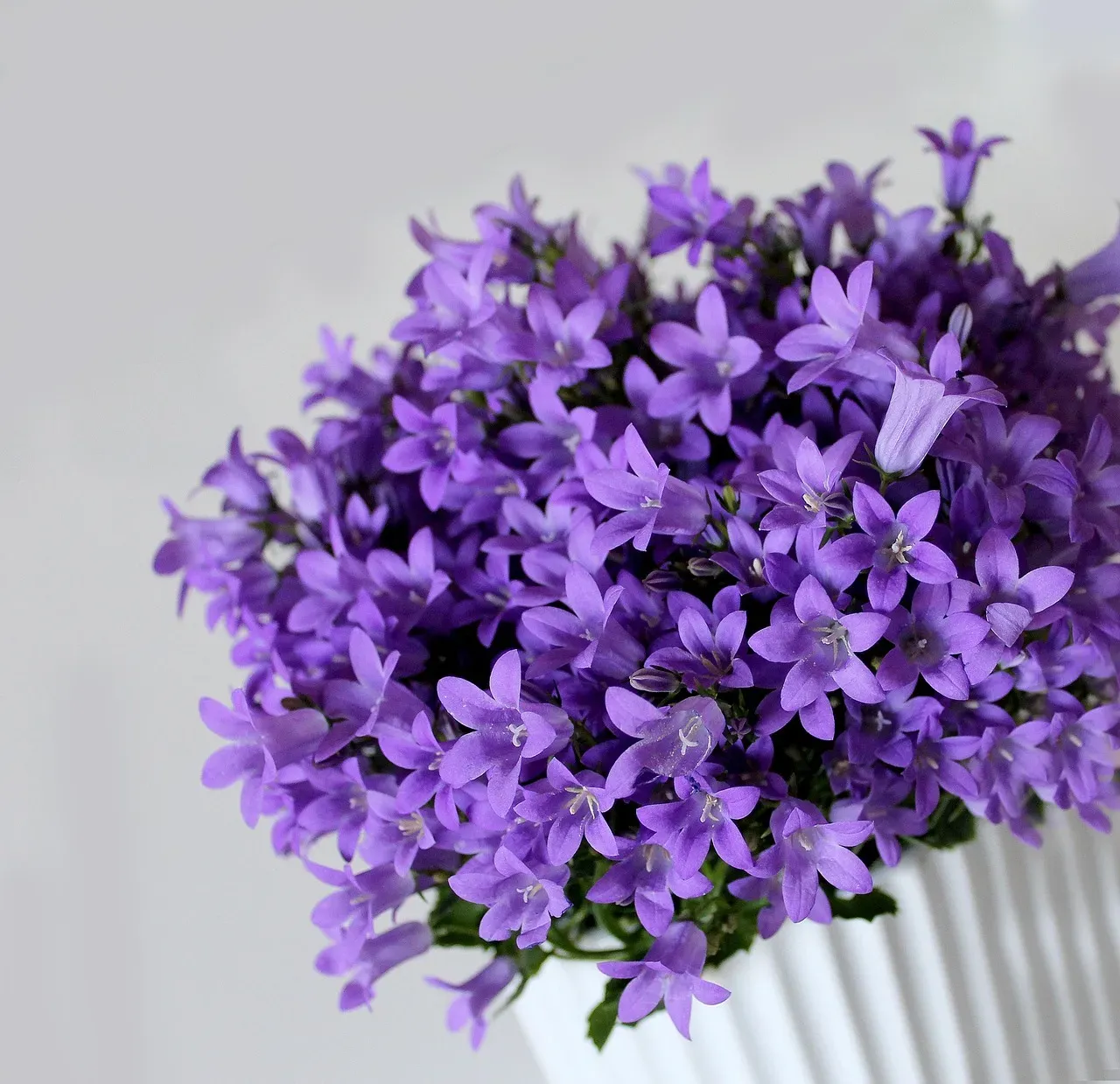 Final Thoughts: Green Your Way to Spring (Image Credits: Pixabay)