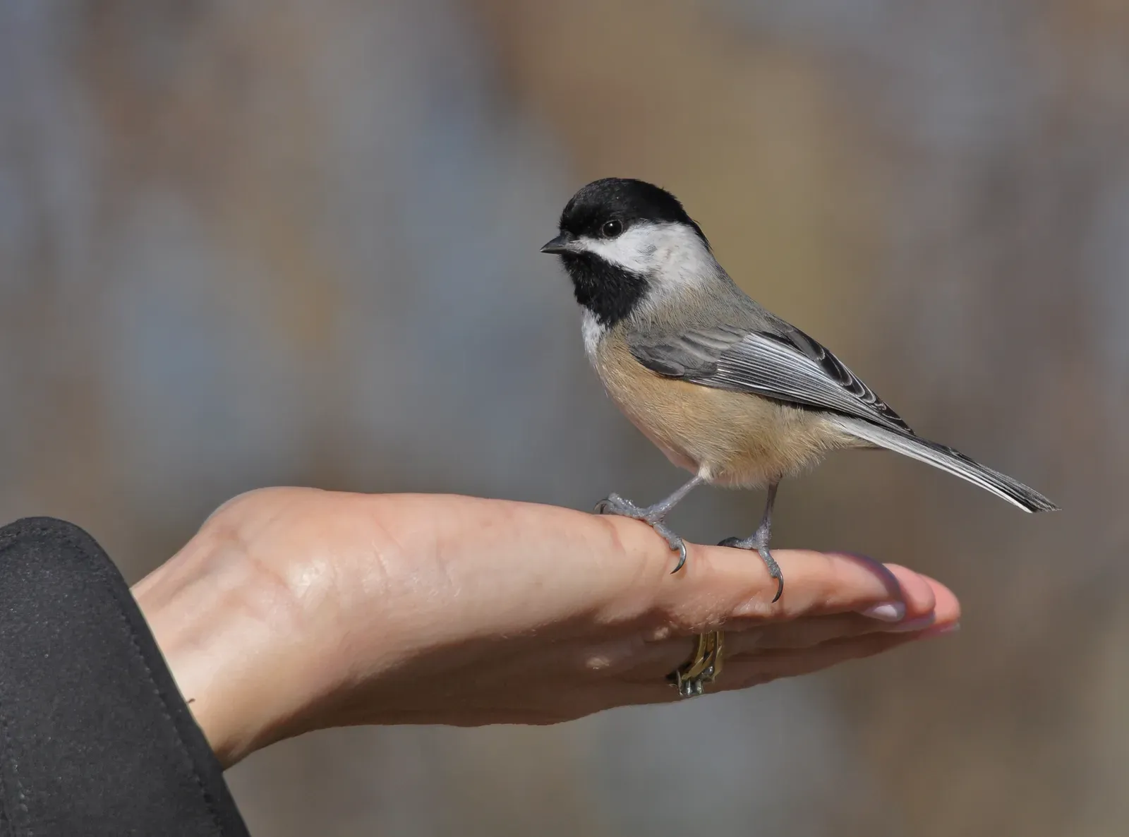 They Recognize Individual People (originally posted to Flickr as Black-capped Chickadee, CC BY 2.0)