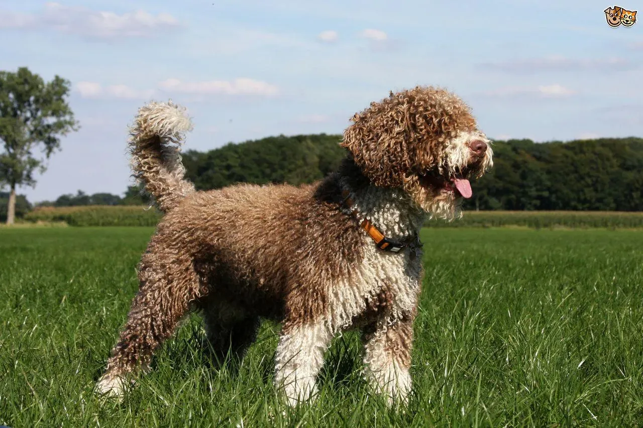 Otterhound (Image Credits: Wikimedia)