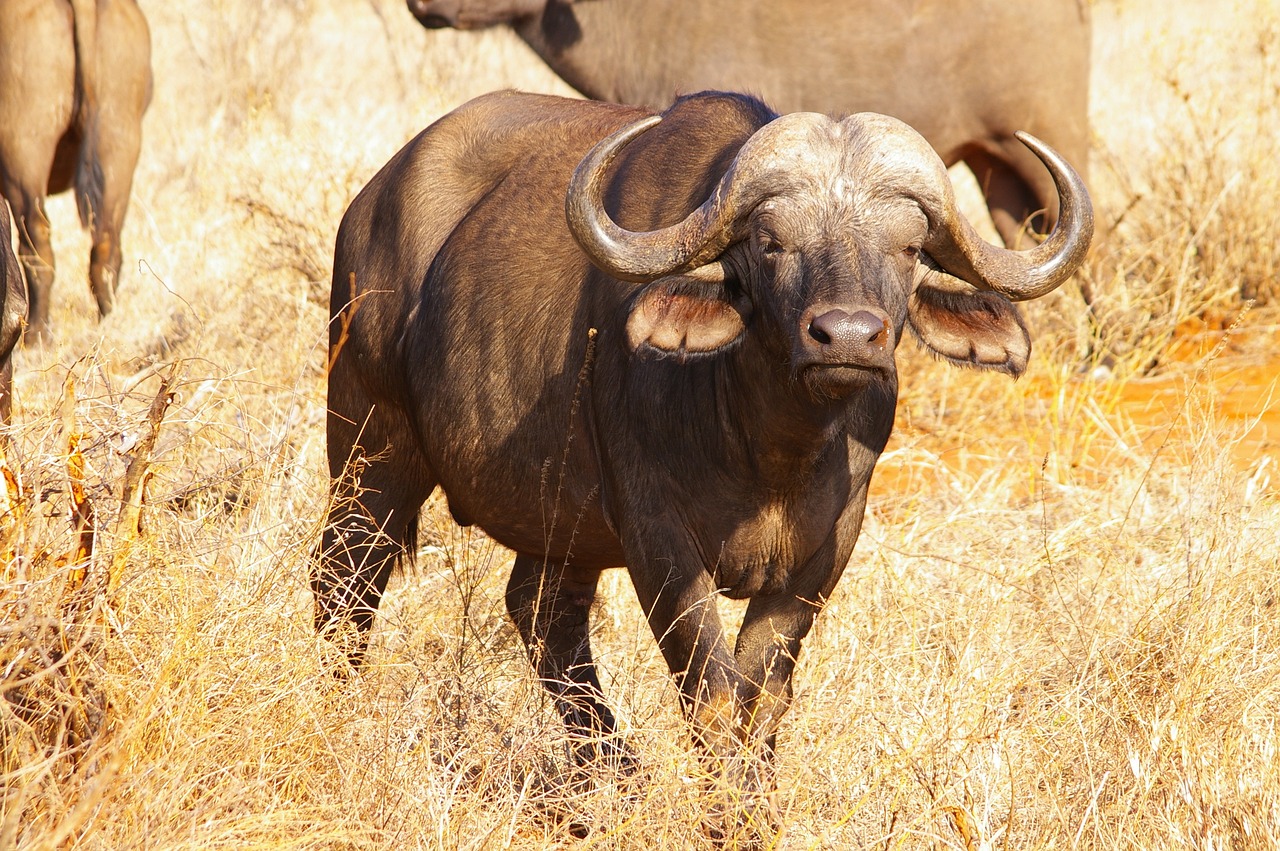 The Blackfoot: Keepers of Ancient Buffalo Wisdom (Image Credits: Pixabay)