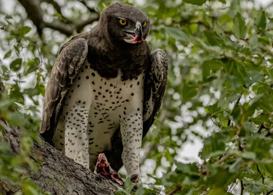 Virgo (August 23 &ndash; September 22): The Martial Eagle (Image Credits: Pexels)