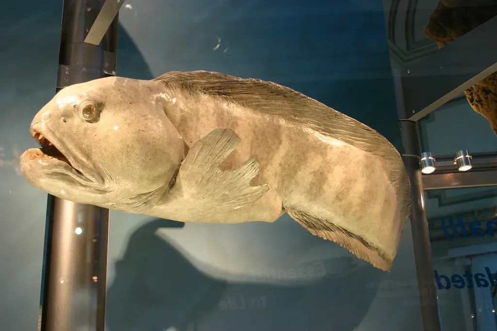 8. The Atlantic Wolffish: The Ugly Beauty with a Secret Superpower (Ryan Somma, Flickr, CC BY-SA 2.0)