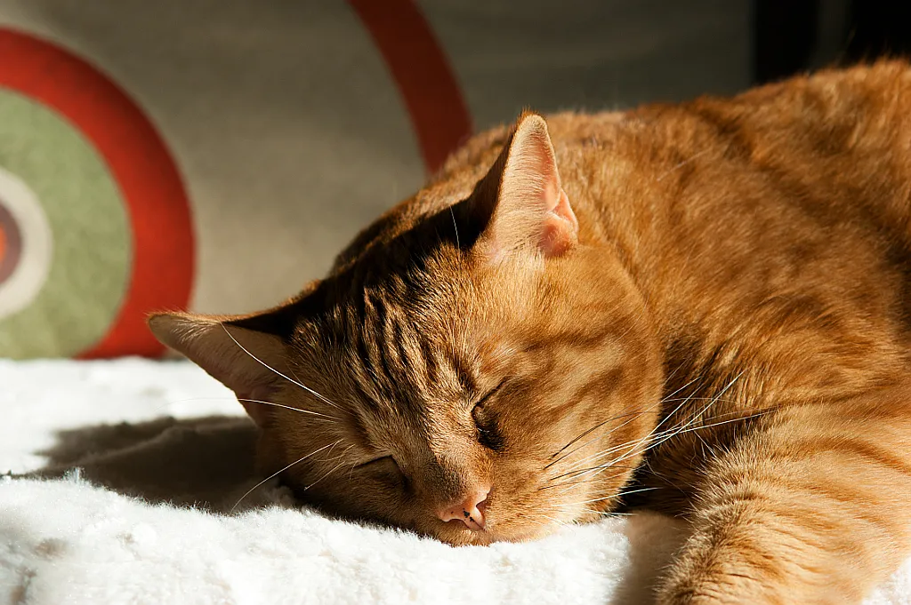 #8 - They Sleep Through Noise and Chaos When They're Next to You (Rychu92, Flickr, CC BY-SA 2.0)