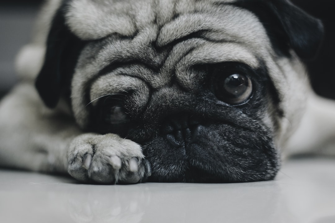 When Animals Don't Cry Like We Do (Image Credits: Unsplash)